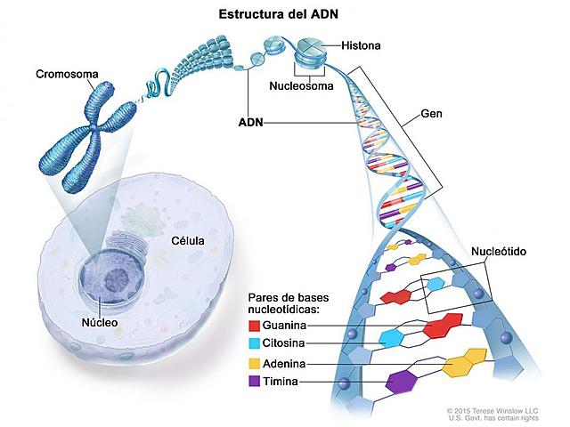 Localización de ADN y ARN