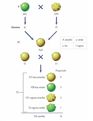 Mendel y sus resultados experimentales