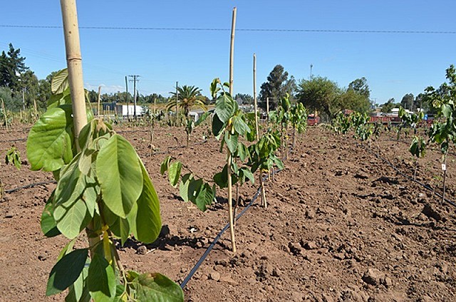 Limpieza y nutrición  III