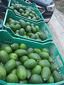 Proyecto a corto plazo