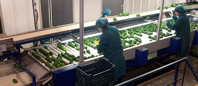 Exportacion a Europa