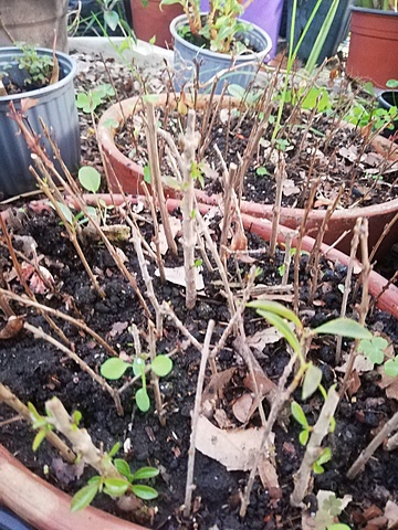 Esquejes de Eugenia murieron