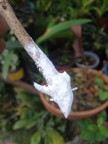 Reproducción por esquejes de Eugenia con un enraizantes