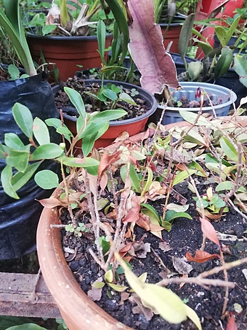 Retoños de las eugenias myrtofolia con enraizante