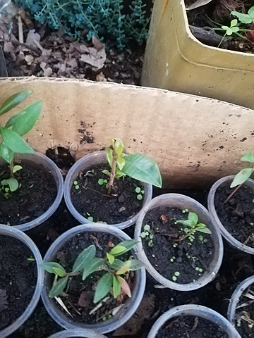 Siembra de esquejes en vasos