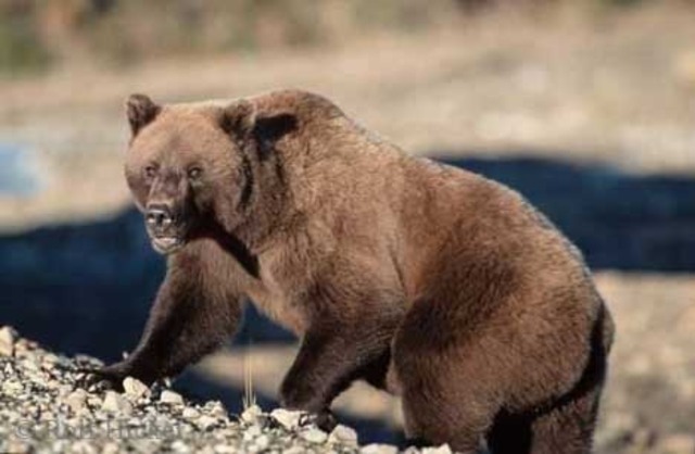Expedition met their first grizzly bear