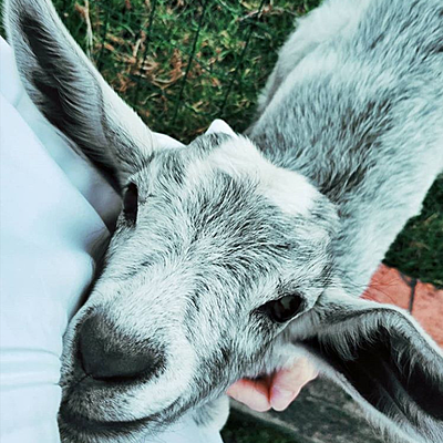 Timeline: Pictures of animals