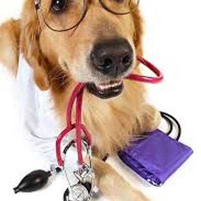 Timeline: The history of veterinarians