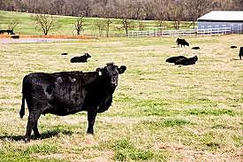 Land Grant college in Arkansas