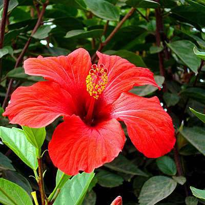 Timeline: Propagación de plantas de cucarda