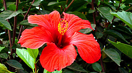 Timeline: Propagación de plantas de cucarda