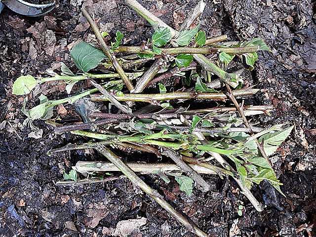 Recolección de esquejes