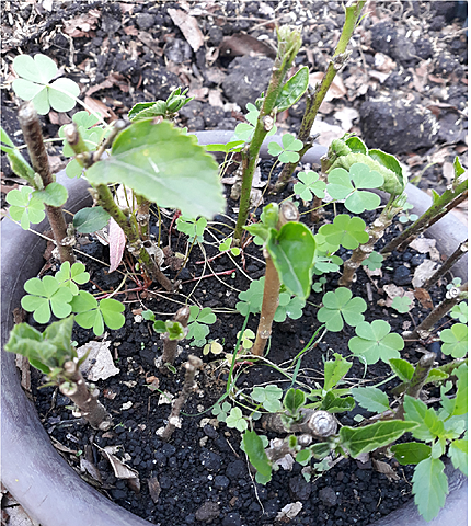 eliminación de maleza