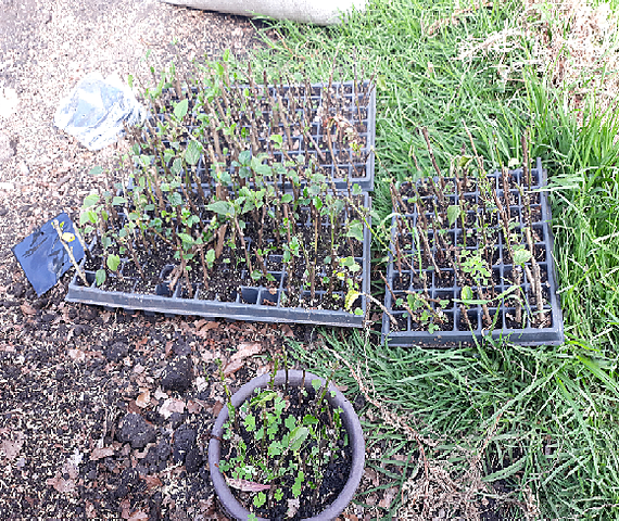 total de esquejes propagados