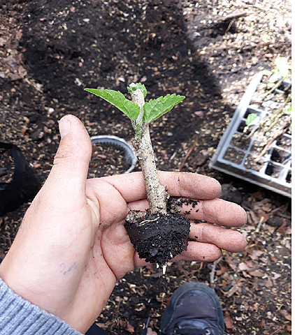 enraizamiento de plantas de cucarda