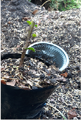 siembra de esquejes en funda