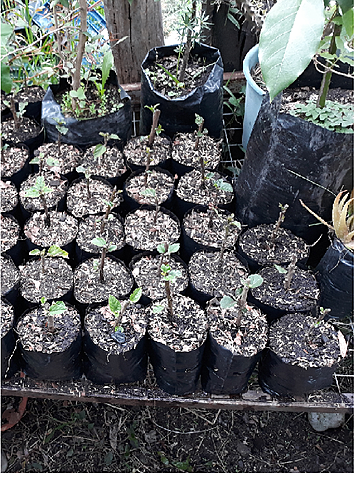 resultado final de enfundado