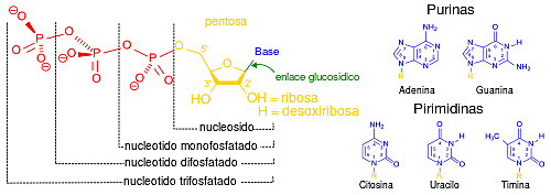 Nucleótido