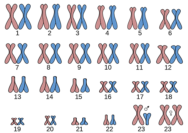 Humanos = 46 cromosomas