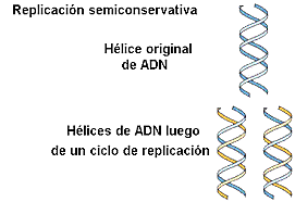 Replicación Semiconservativa