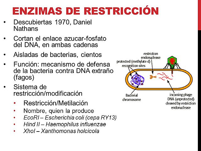 Manipulación del ADN