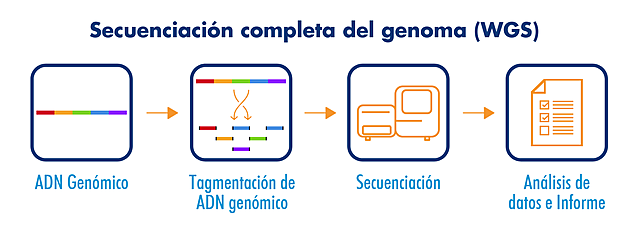 Secuencia del Genoma