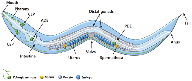 Secuencia completa de un Eucariota Pluricelular