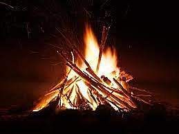 Los animales hacen una hoguera para comer setas y provocan un incendio