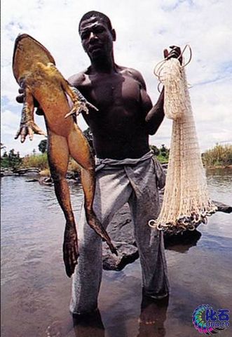 World's largest frog (3.3 kg) was caught in Equitorial Guinea