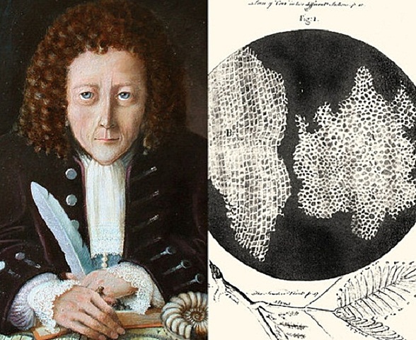robert hooke's discovery of cells
