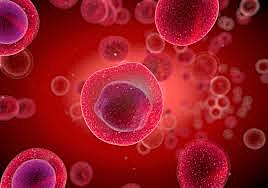 Dutch Antony Van Leeuwenhoek