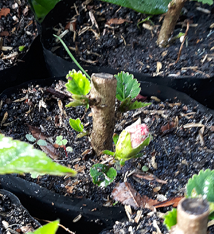 Plantas de cucara florecida