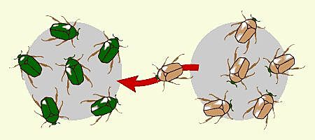 Teoría sintética de la evolución: neutralismo