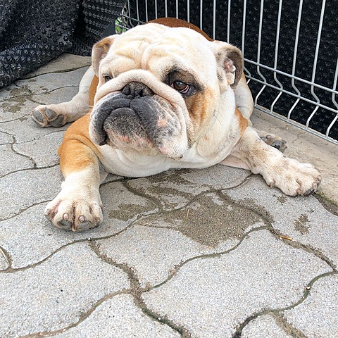 I became a dog owner