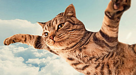 Timeline: От Тайваня до Молдовы. Как идея КОТОКАФЕ разлеталась по миру.