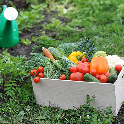 Timeline: PLAN DE NEGOCIO - DEL HUERTO A TU MESA