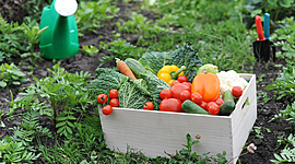 Timeline: PLAN DE NEGOCIO - DEL HUERTO A TU MESA