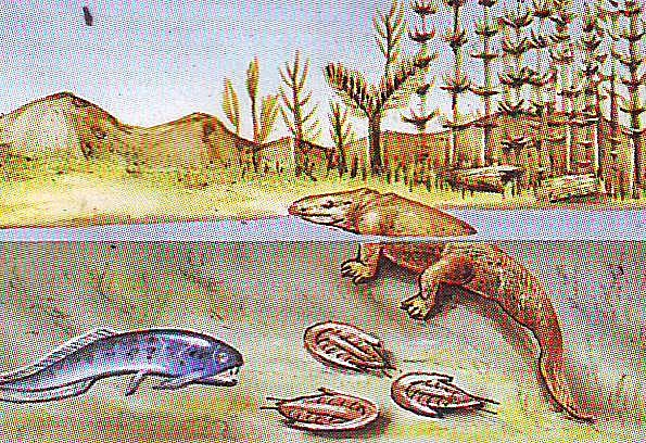 Tránsito de la vida en el agua a tierra firme