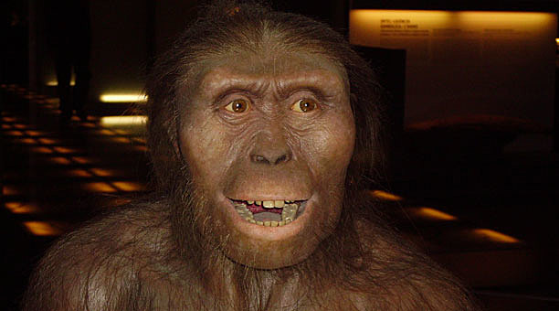 AUSTRALOPITHECUS afarensis