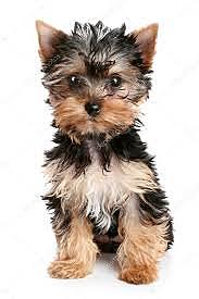 Nació mi bendición, mi perrito