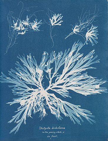 "Photographs of British Algae: Cyanotype Impressions"