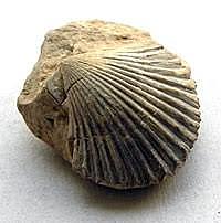 Primera evidencia fósil