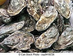 The Cull Law is passed any oysters smaller than 2.5 inches must be returned to the bay
