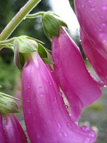 Digitalis purpurea