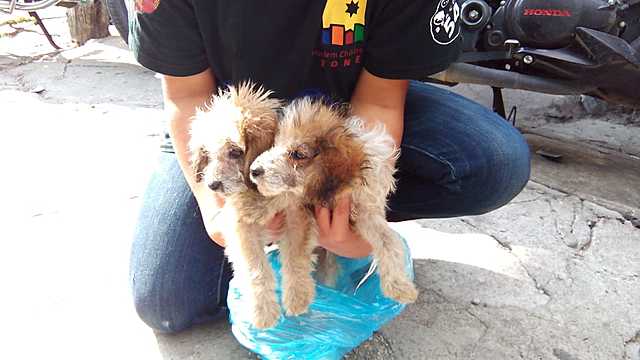 ADOPCIÓN DE MIS PERROS