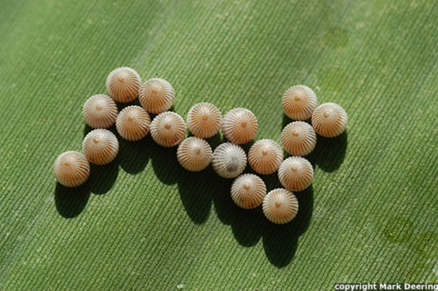 Females Lay Eggs