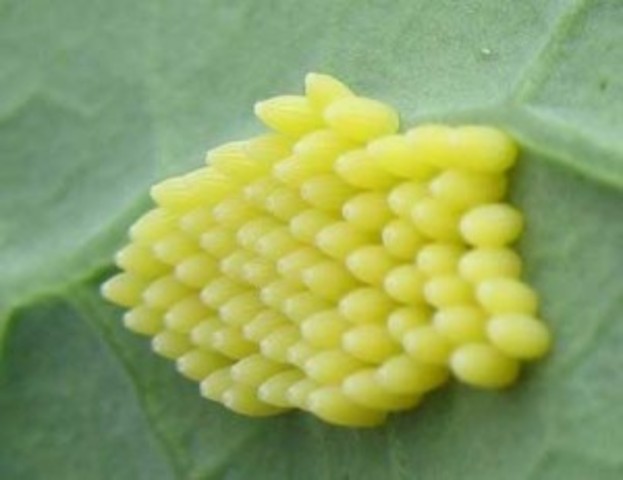 Great Great Grandchildren Born