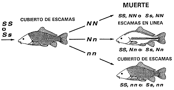 Herencia Génica fenotípica