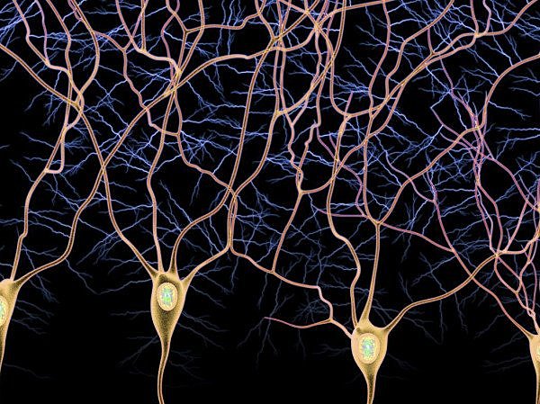 Surgimiento de Diferentes Tipos de Organizaciones Nerviosas