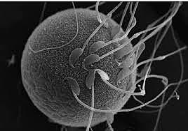 Descubirmiento de la fecundación